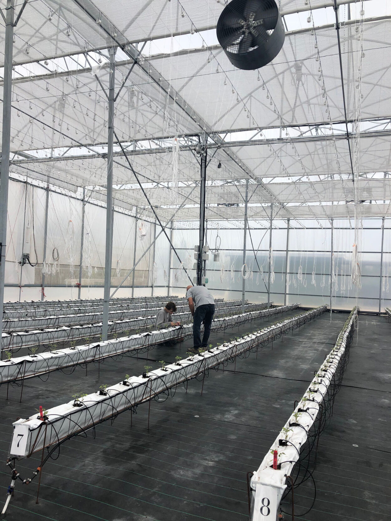 Planting tomatoes at the hydroponic greenhouse.